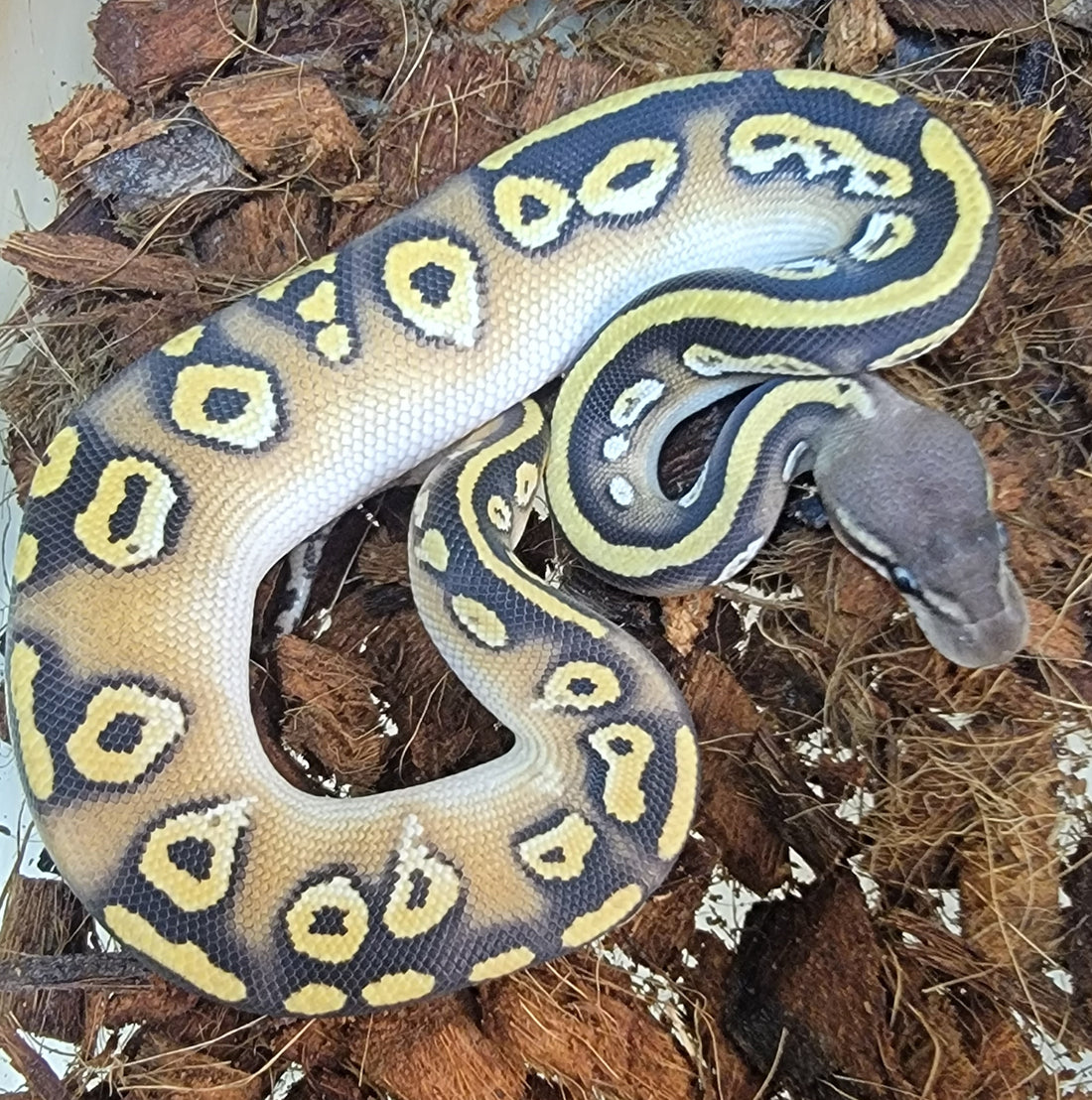 Black Head Pastave Red Gene 100% het Hypo ♂