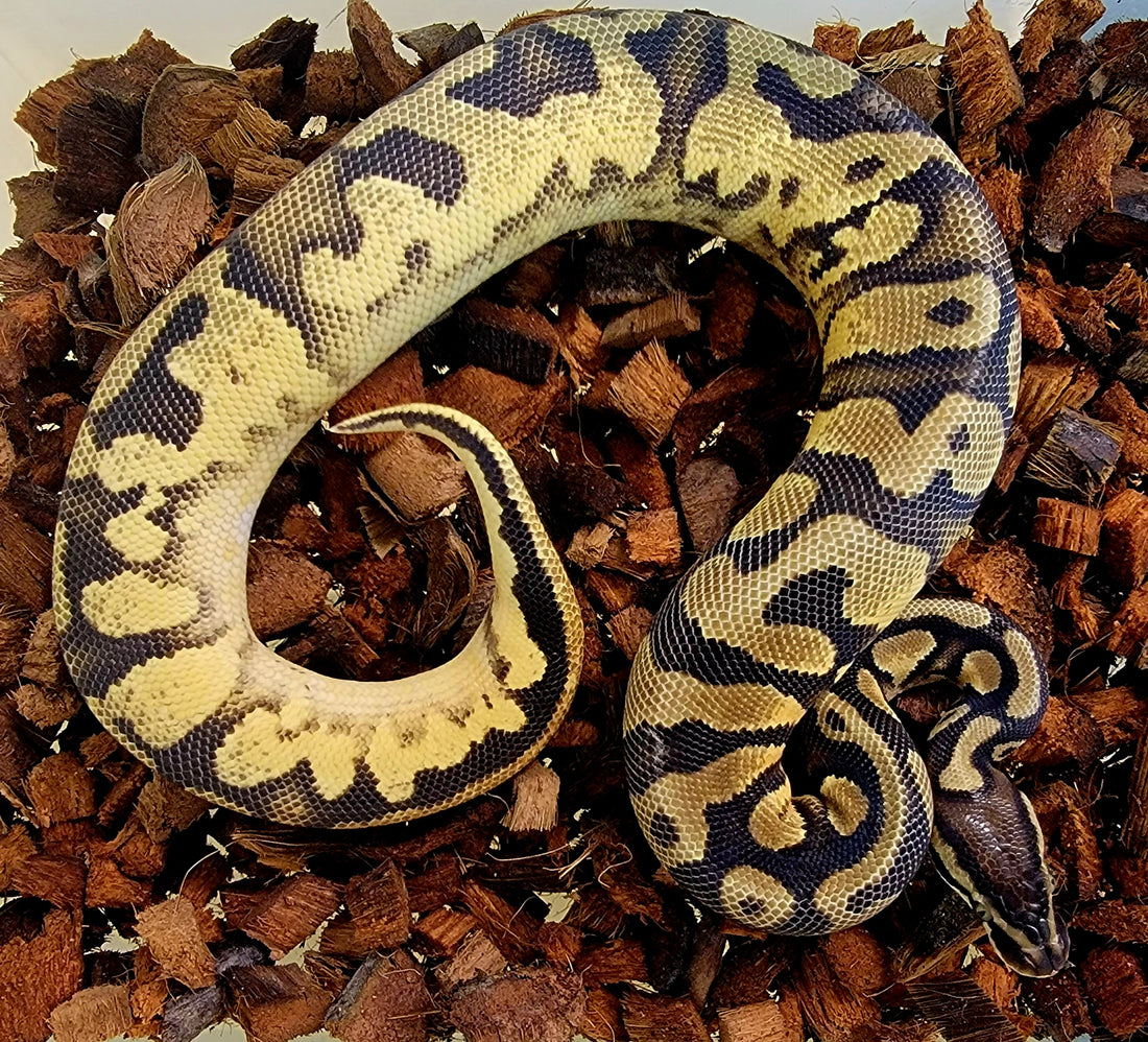 Pastel OD YB 100% het Pied ♂