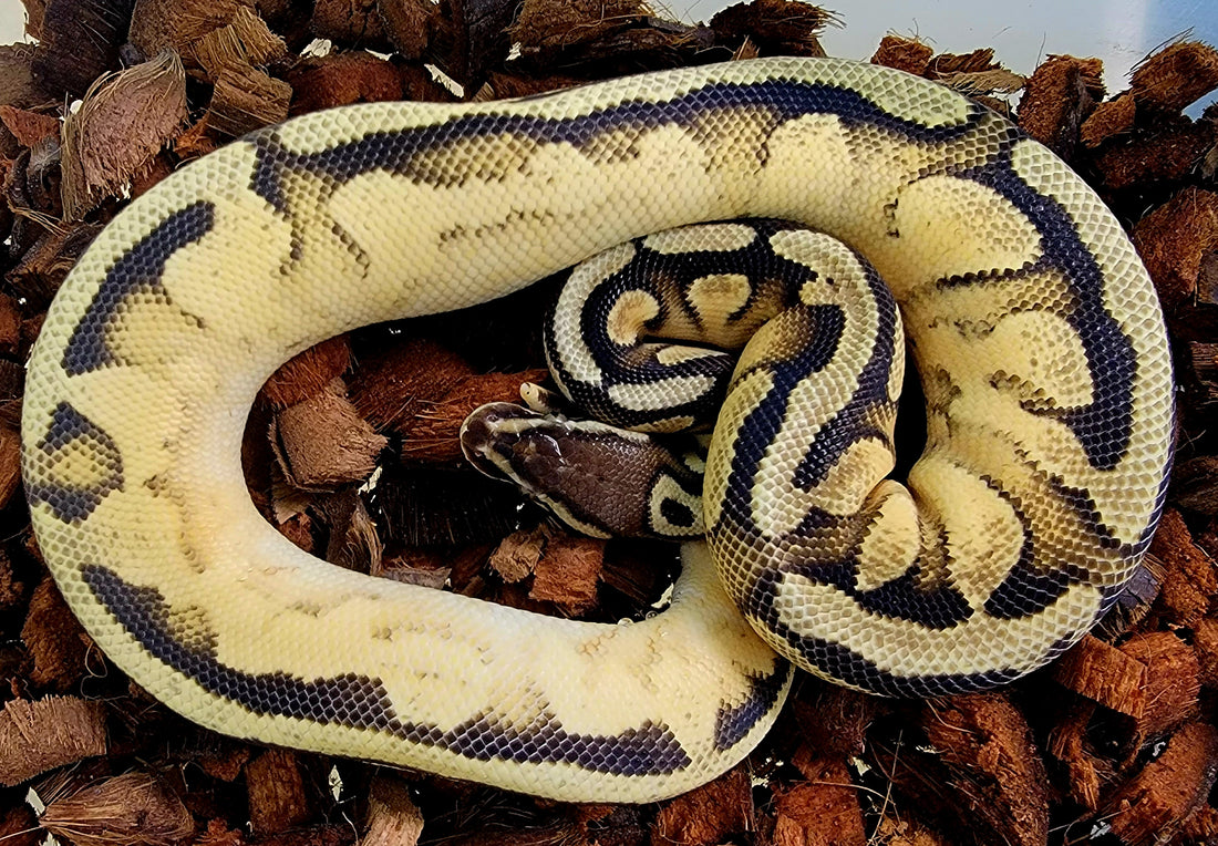 Pastel OD YB 100% het Pied ♂