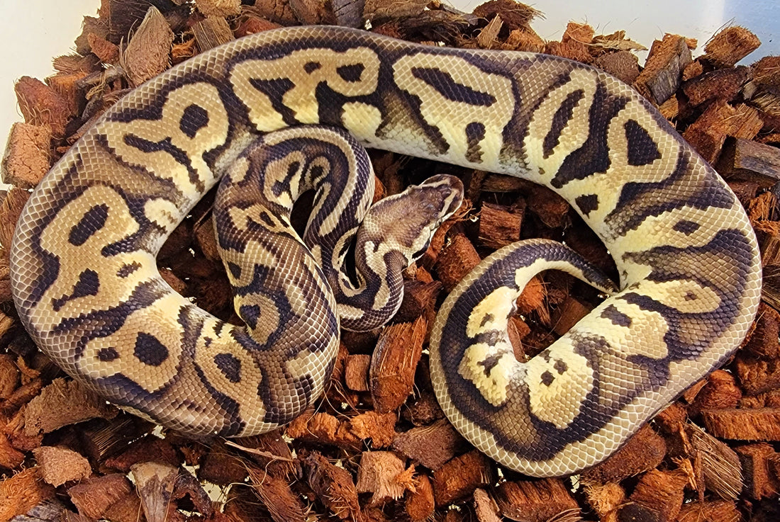 Pastel Leopard 100% het Ultramel ♂