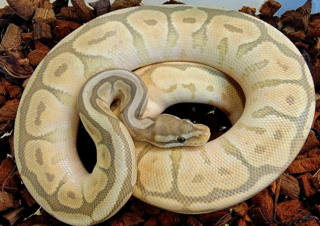 Vanilla Mojave Blackbee Hypo 100% het Genetic Stripe ♂