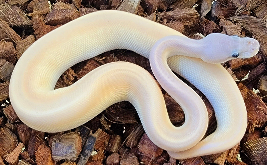 Cinnamon Banana Mojave Genetic Stripe ♂