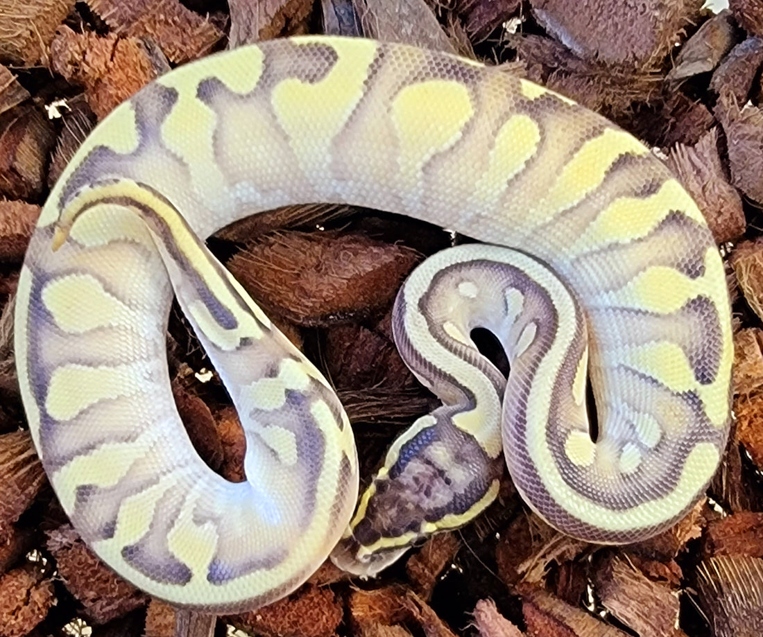 Pastel Enchi Lesser Surge Yellow Belly 100% het Pied ♀