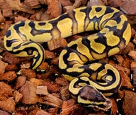 Enchi Pastel Surge 100% het Pied ♂