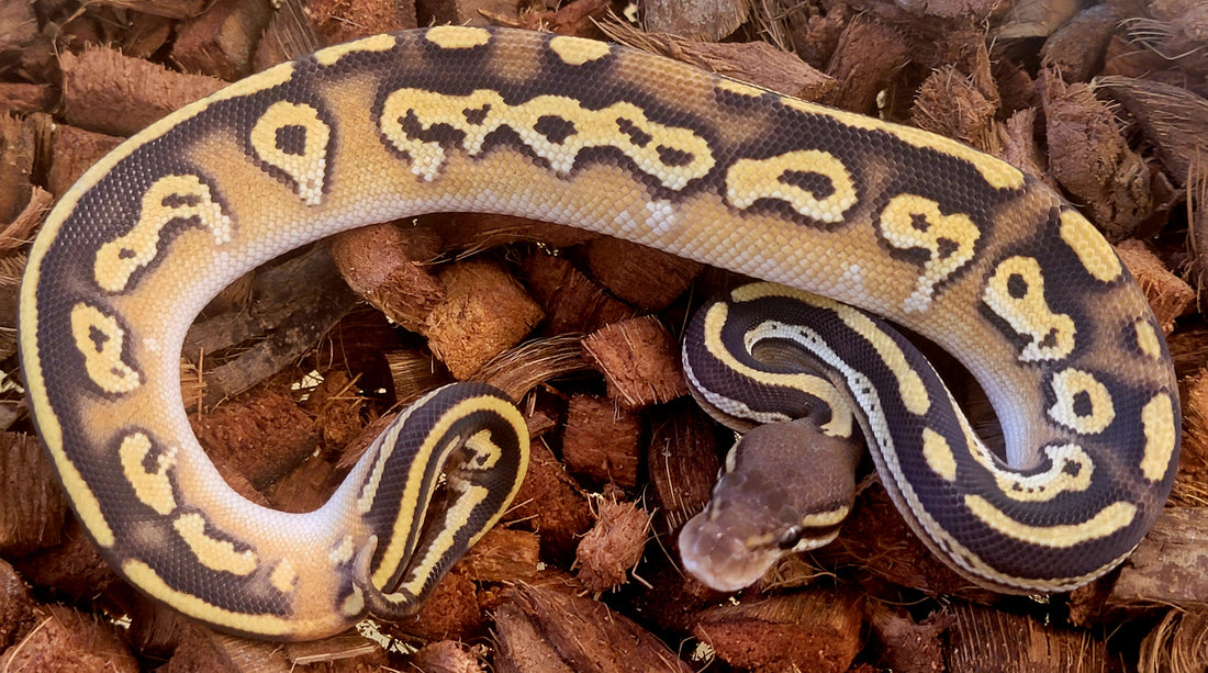 Black Head Pastave Red Gene Ringer Gene 100% het Hypo ♂