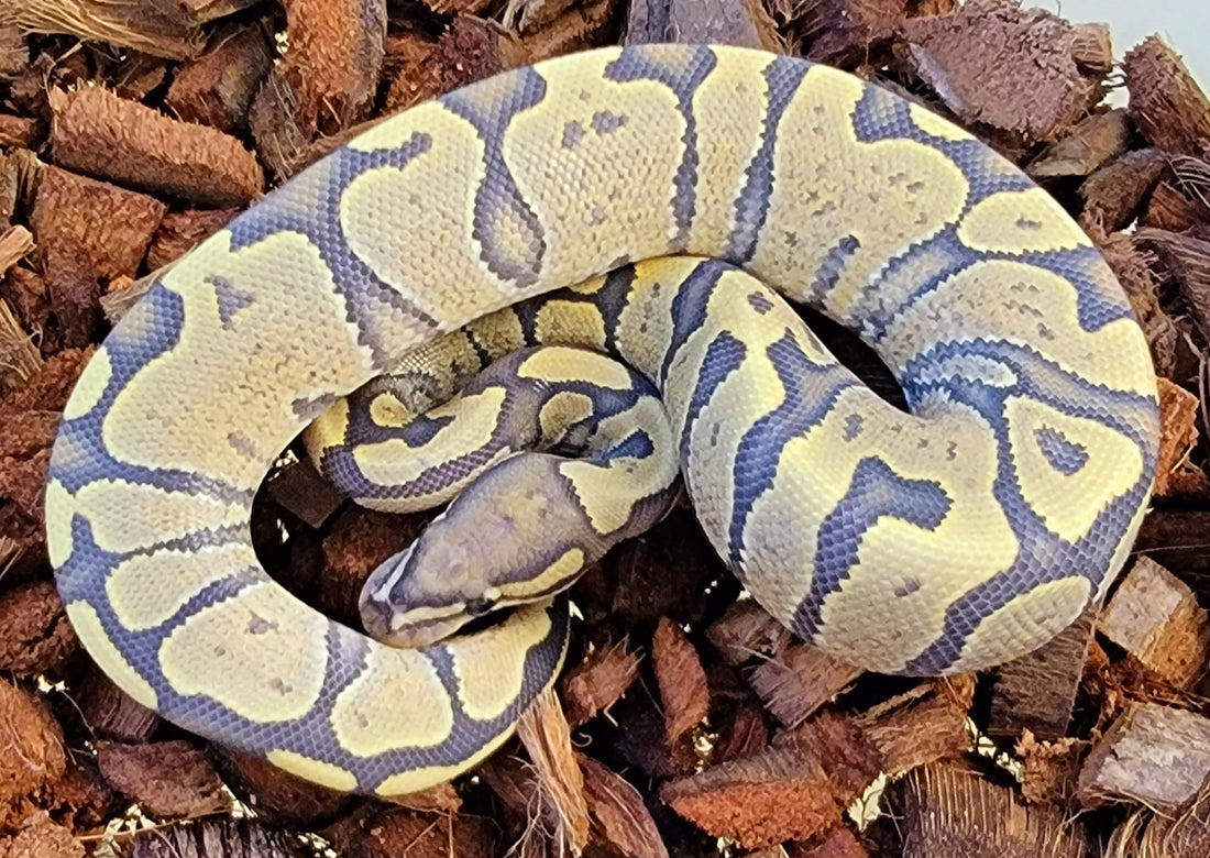 Vanilla Orange Ghost ♀