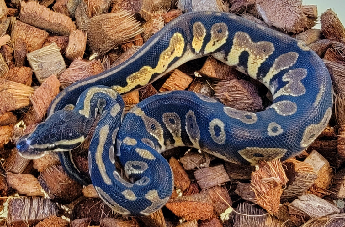 Black Head Pastel 100% het Pied ♀