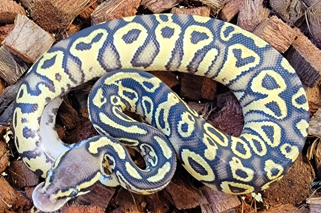 Hurricane Pastel ♀