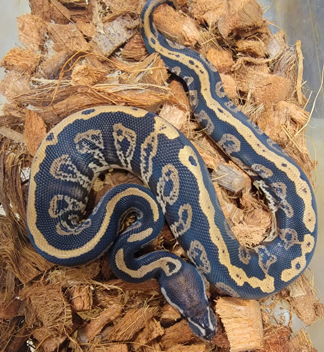 Static Black Pastel 100% het Orange Ghost ♂