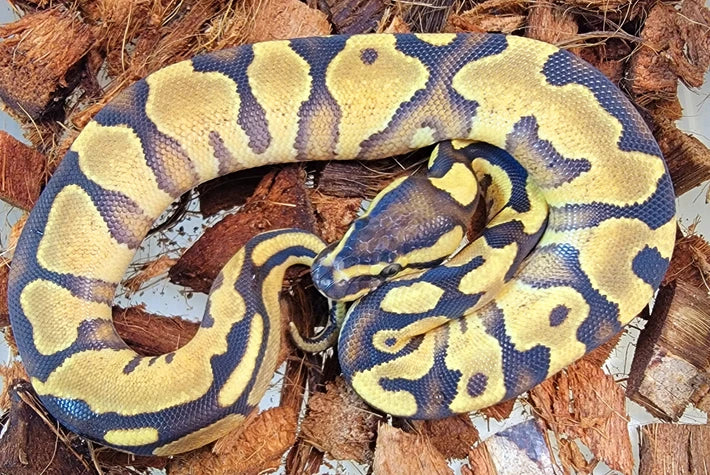 Enchi Surge ♀