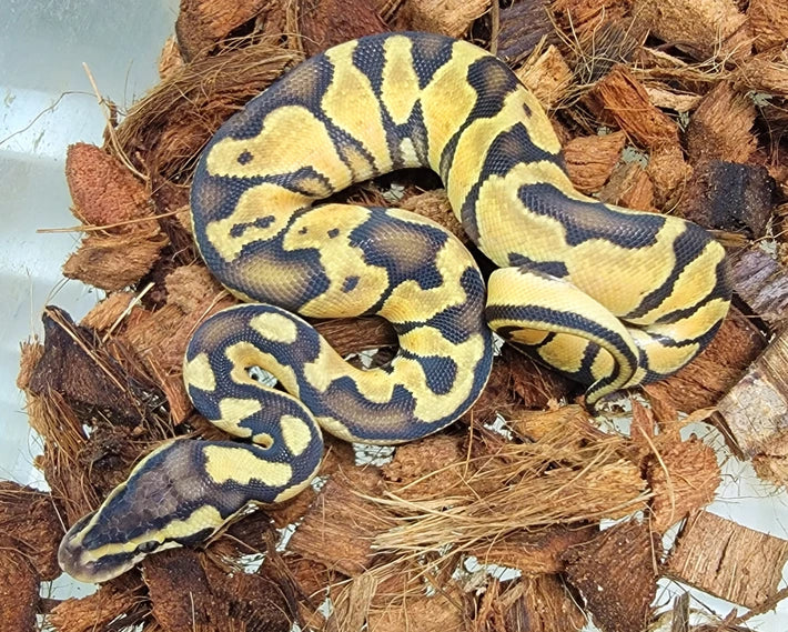 Pastel Enchi Surge ♂