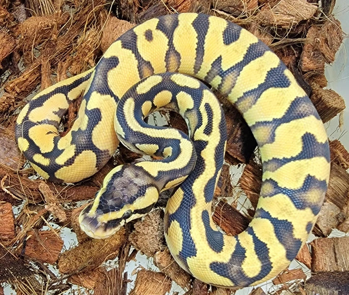 Pastel Enchi Surge ♀