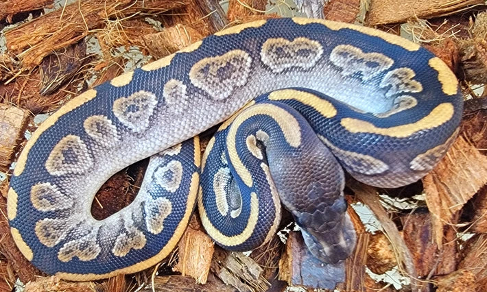 Super Razor ♀