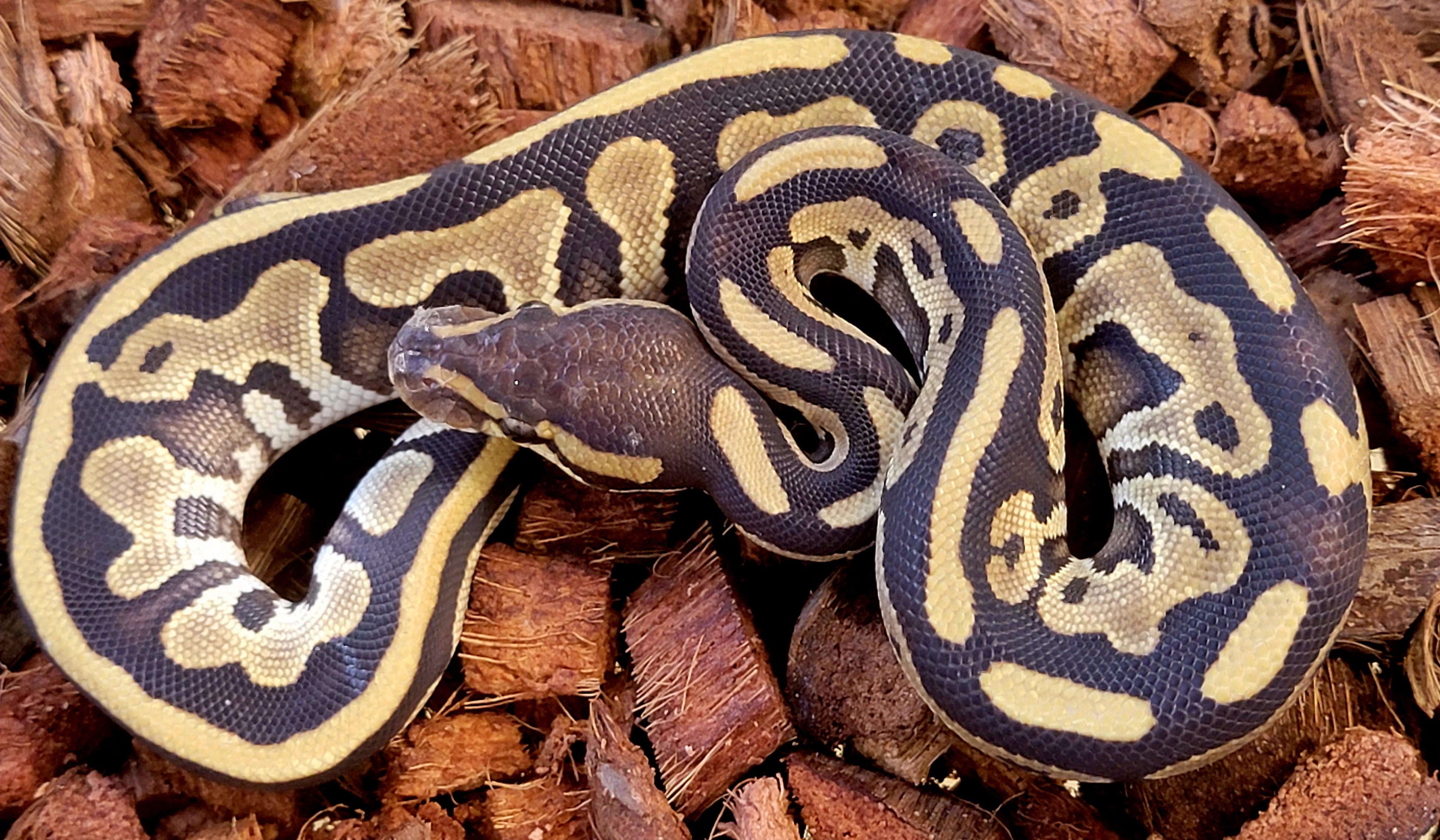 Leopard Mojave 100% het Genetic Stripe ♀ – Kicks Balls