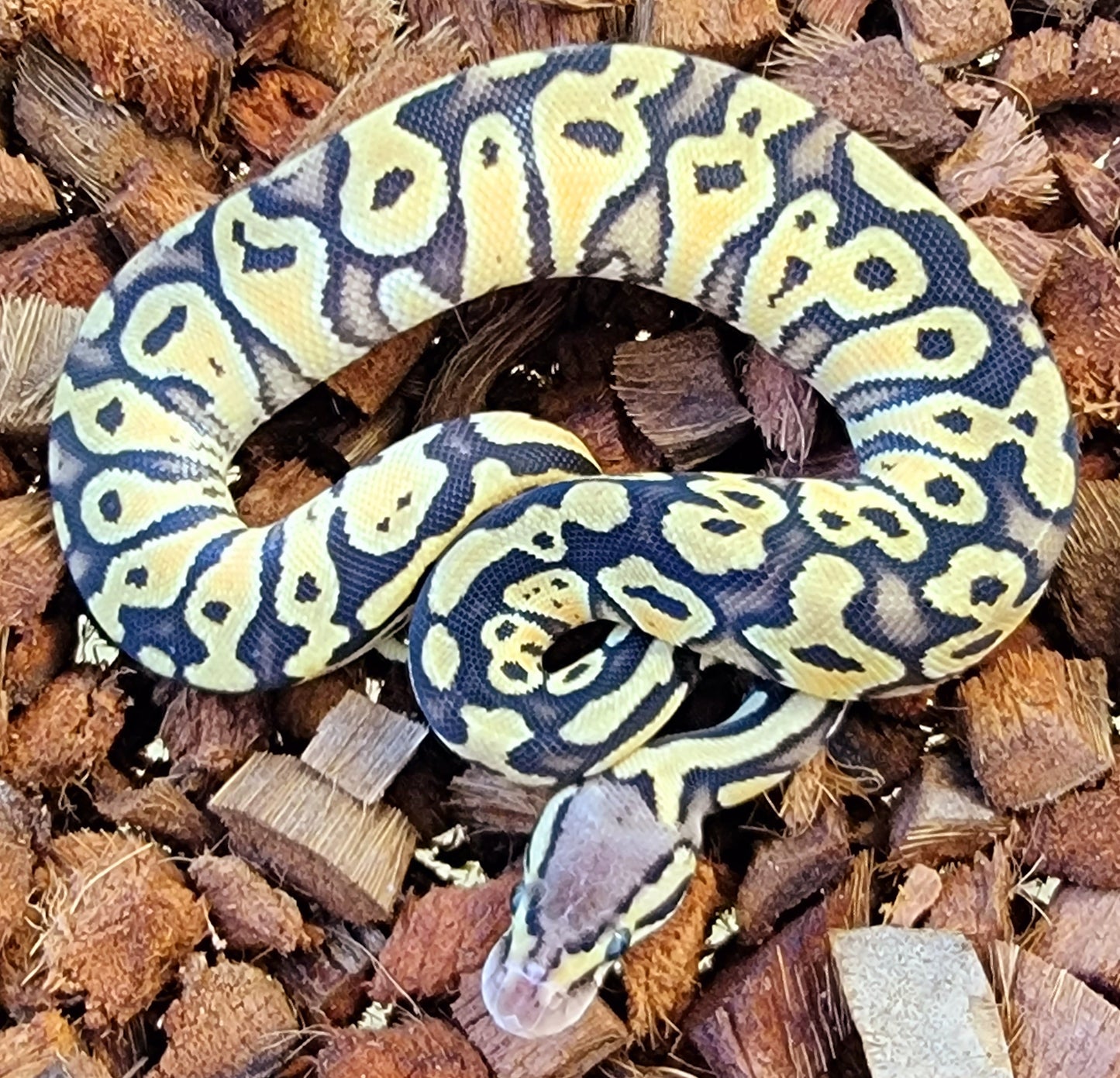 Kicks Balls ball pythons for sale online